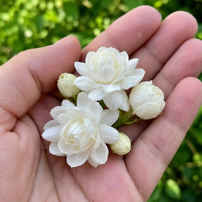 Majestic Jasmine Seeds