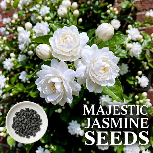 Majestic Jasmine Seeds