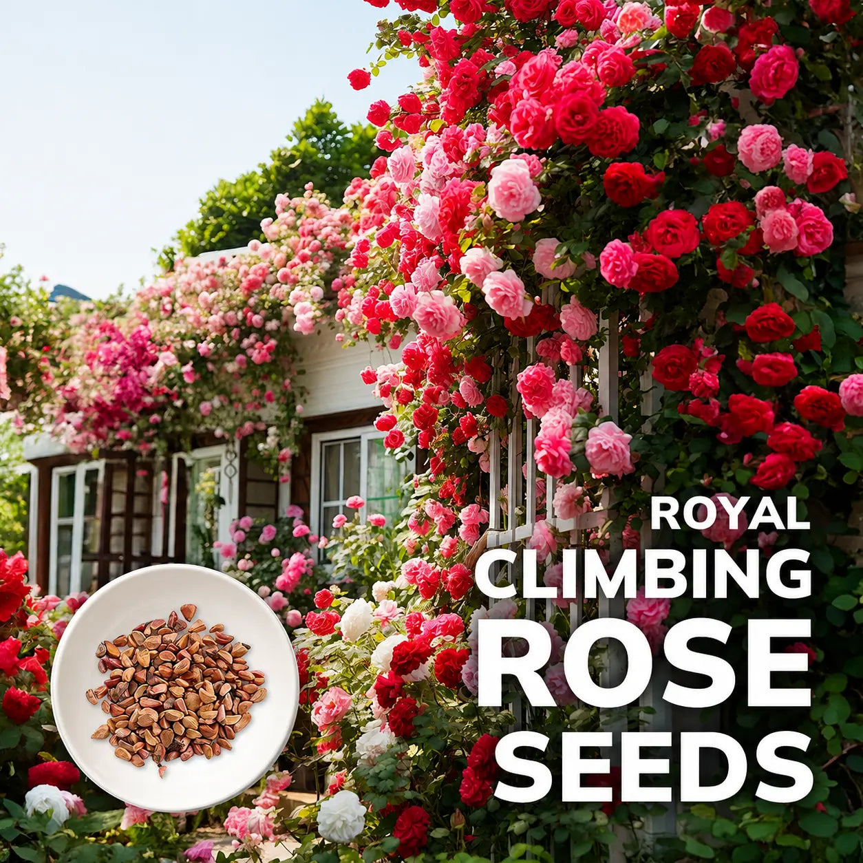 Royal Climbing Rose Seeds