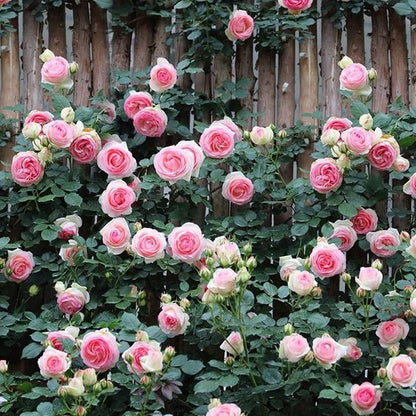 Royal Climbing Rose Seeds