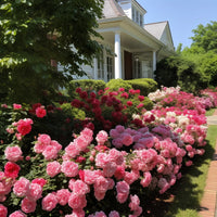Royal Climbing Rose Seeds